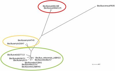 Genomic Insights Into the Antifungal Activity and Plant Growth-Promoting Ability in Bacillus velezensis CMRP 4490